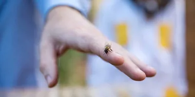 A close up of a wasp on a man's hand