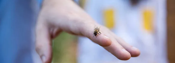 A close up of a wasp on a man's hand