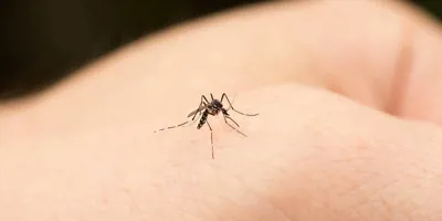 Mosquito biting a human hand