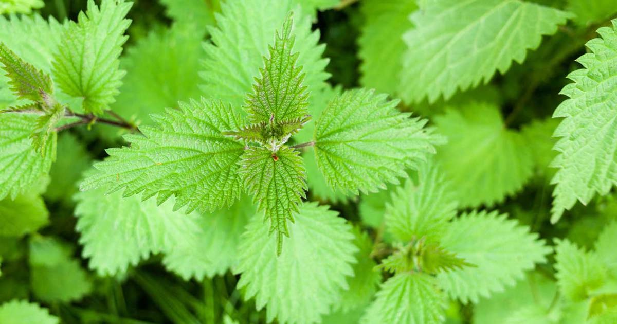 How to Grow and Care for Stinging Nettle