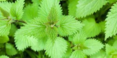A growth of common nettle also known as urtica