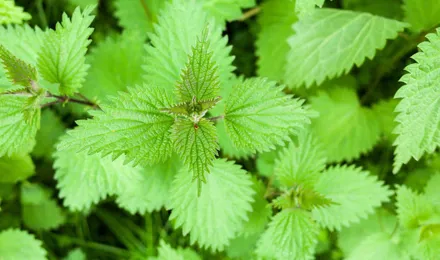 A growth of common nettle also known as urtica