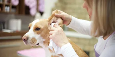 Groomer cleaning dogs ears with a tissue